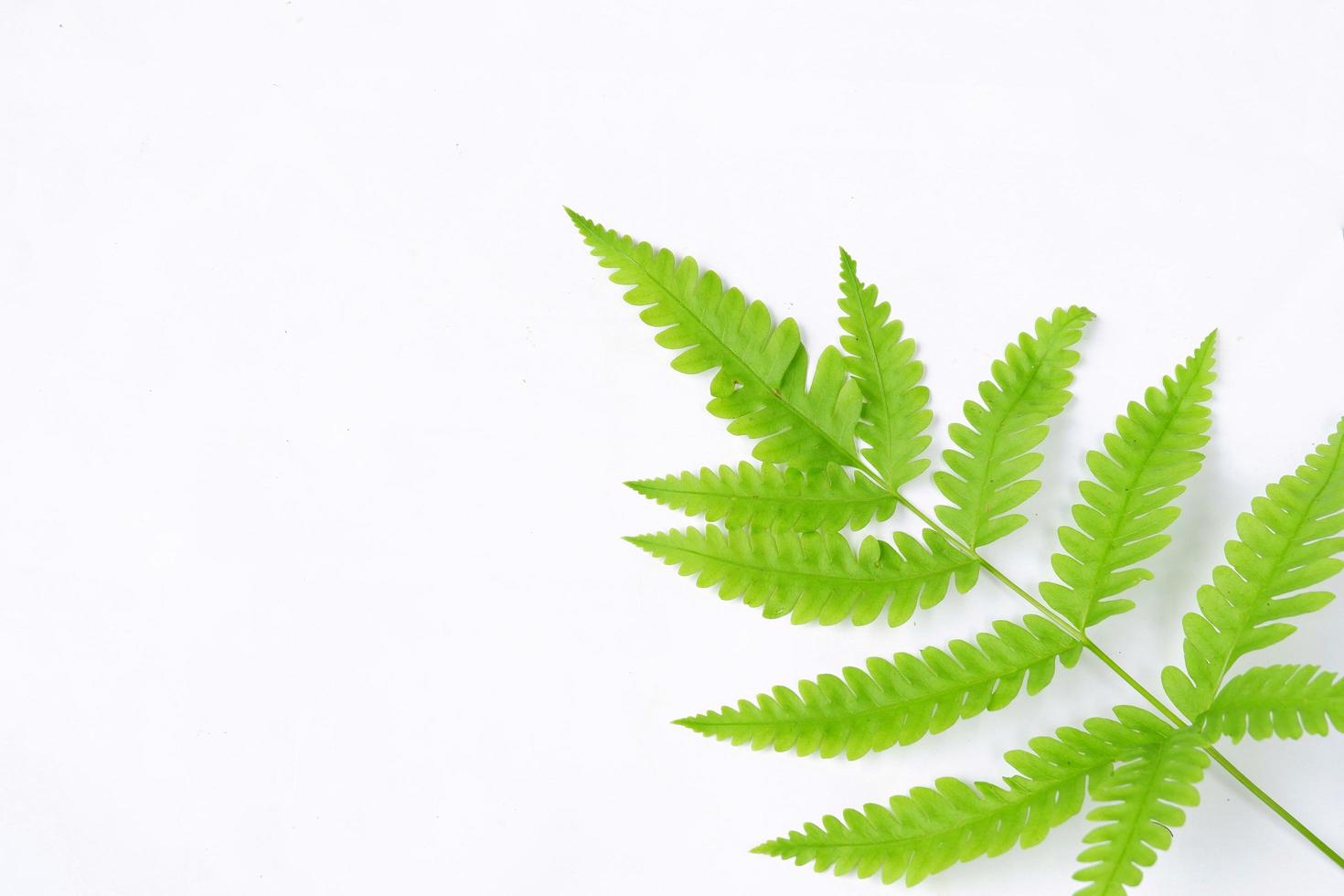 Fern leaf isolated on a white background photo