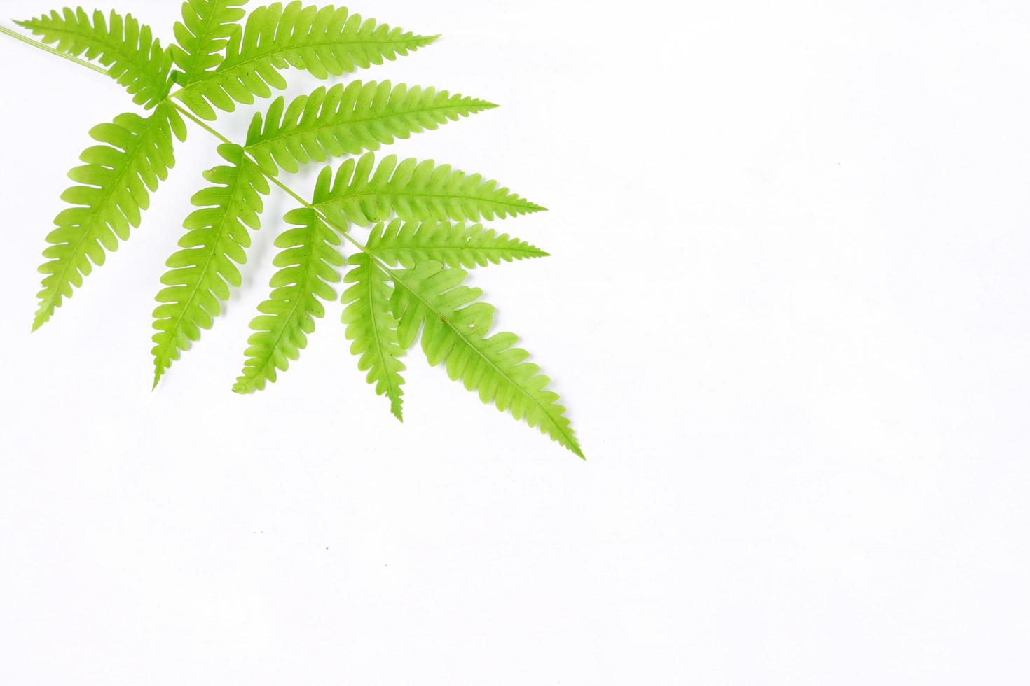 Fern leaf isolated on a white background photo