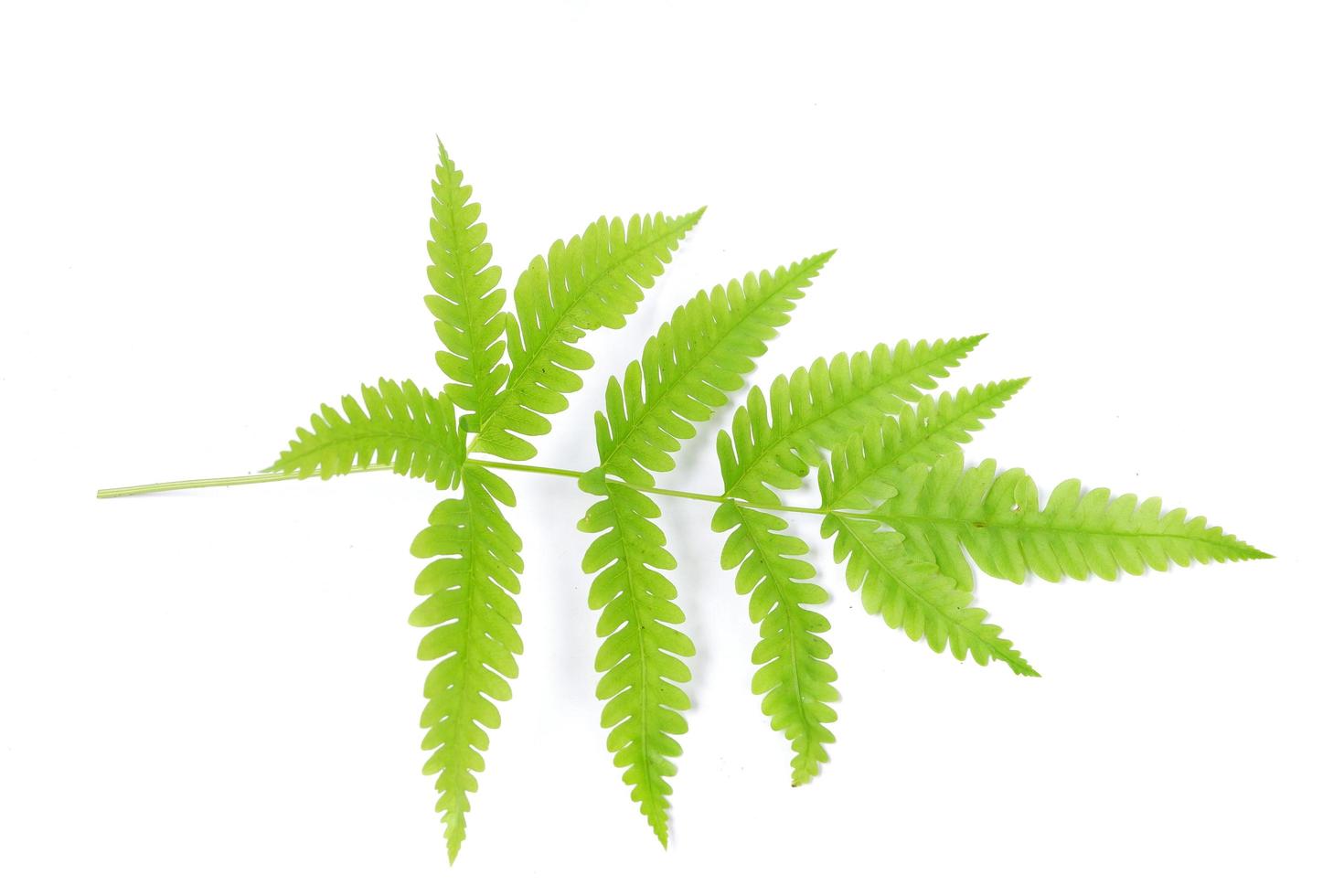 Fern leaf isolated on a white background photo