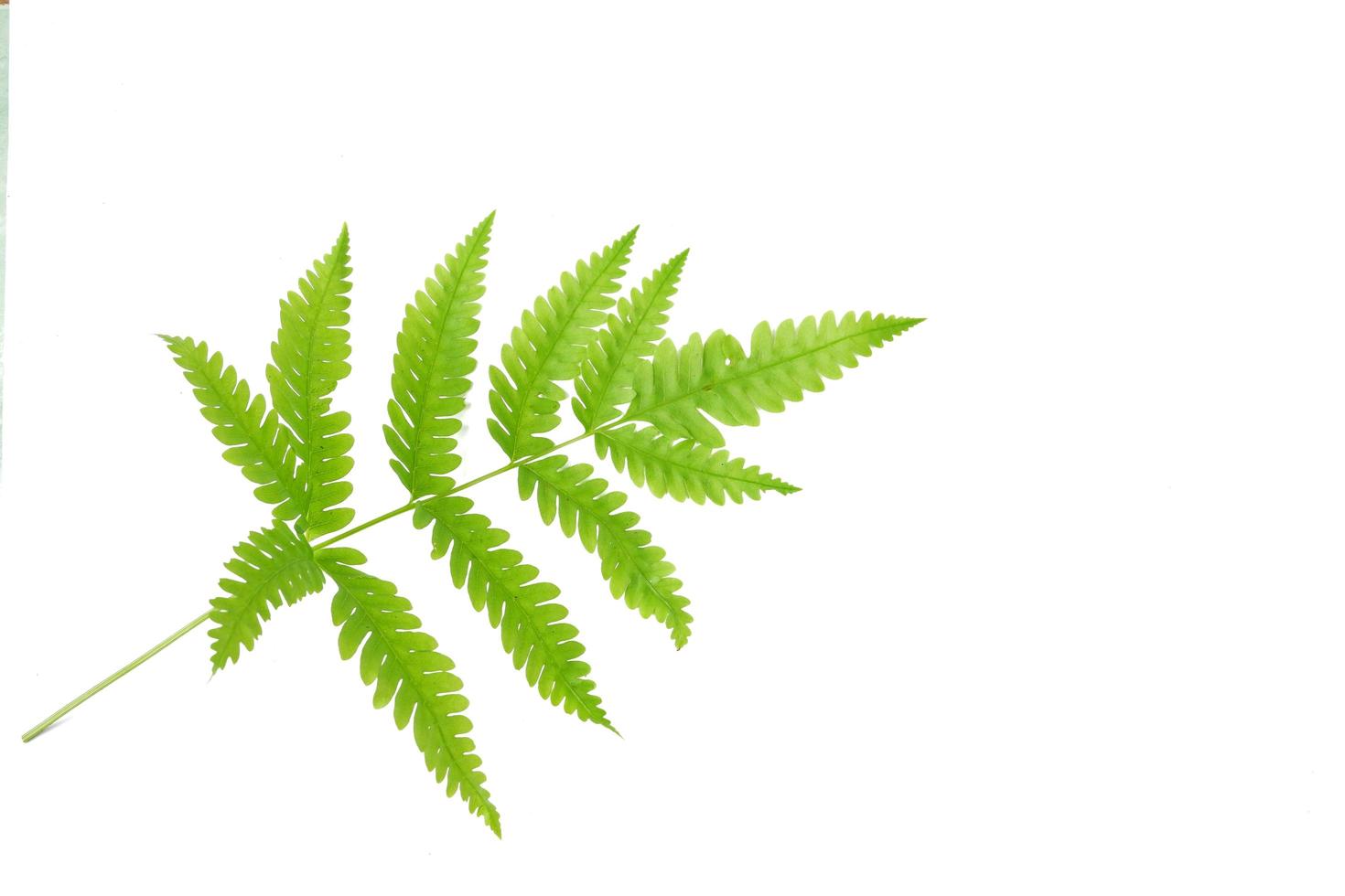 Fern leaf isolated on a white background photo