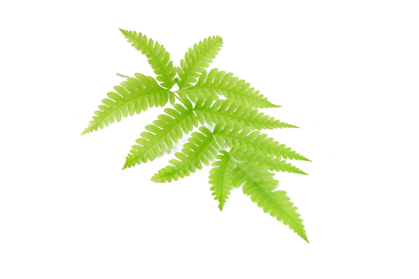 Fern leaf isolated on a white background photo