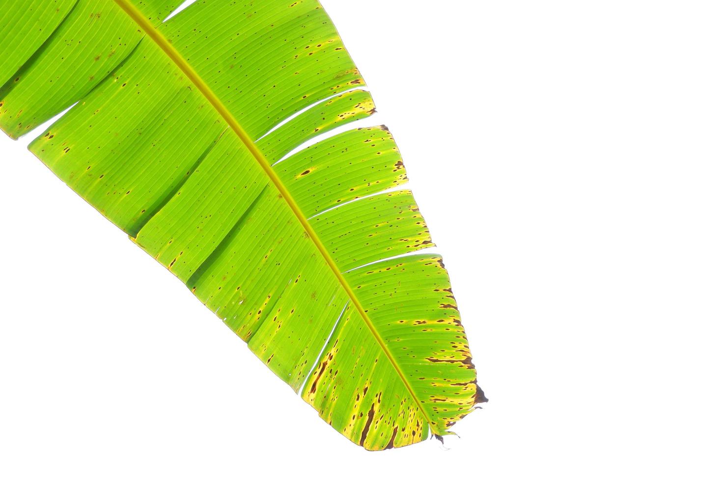 hoja de plátano aislado sobre un fondo blanco foto