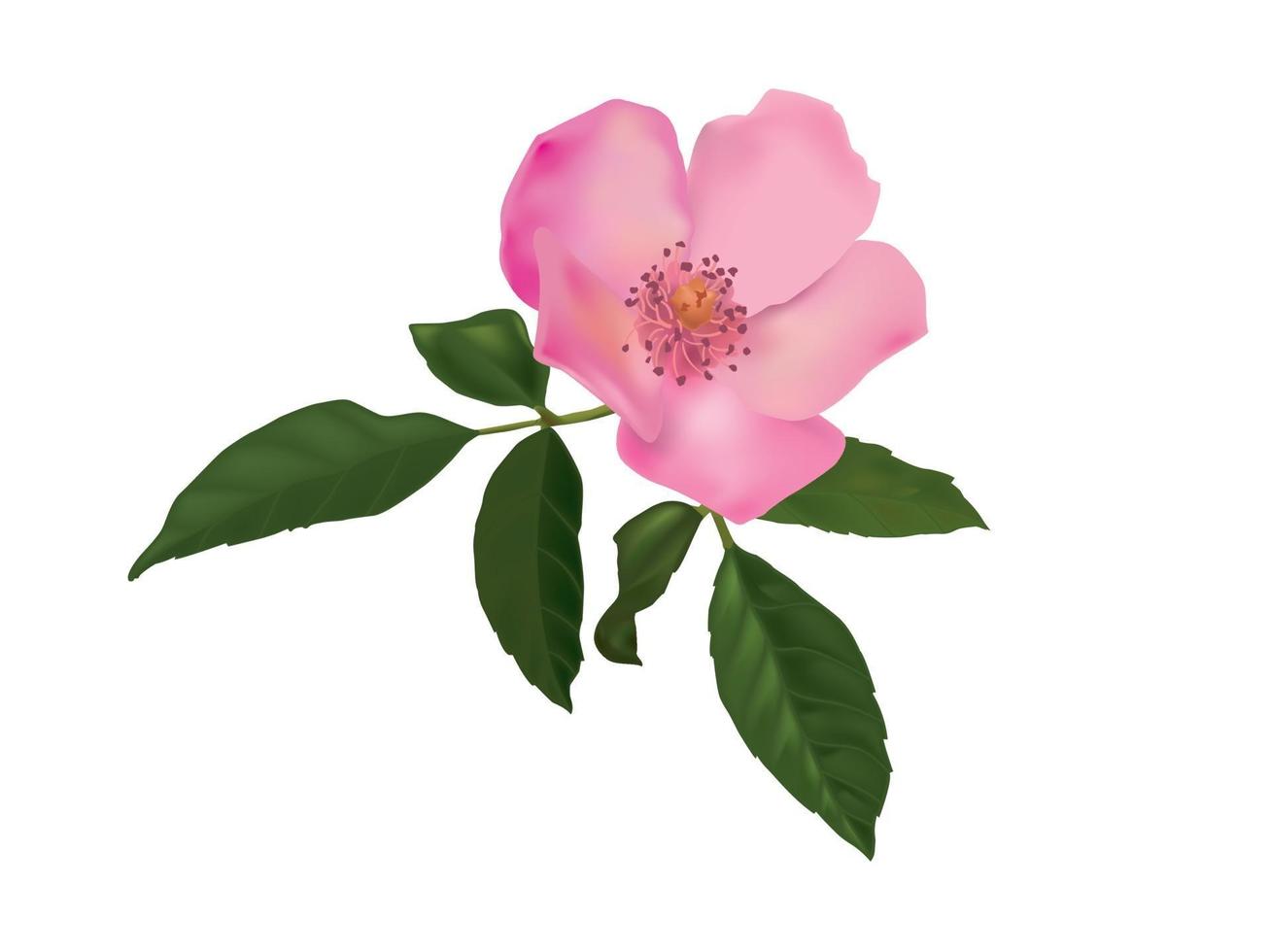 Love Rose on illustration garphic vector