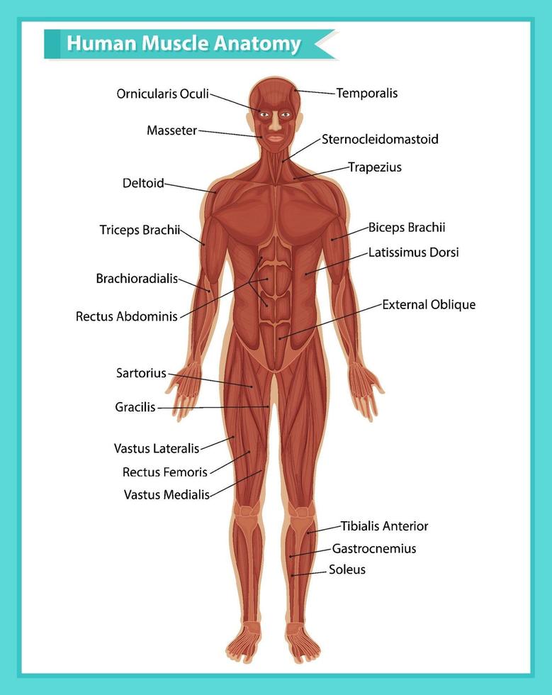 anatomía del músculo humano con anatomía del cuerpo vector