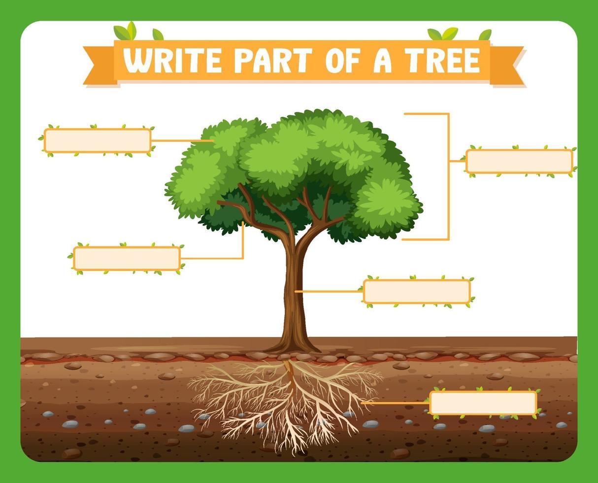 escribir partes de una hoja de trabajo de árbol para niños vector