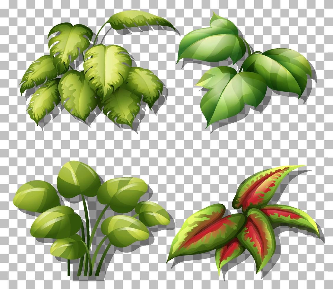 conjunto de varias plantas. vector