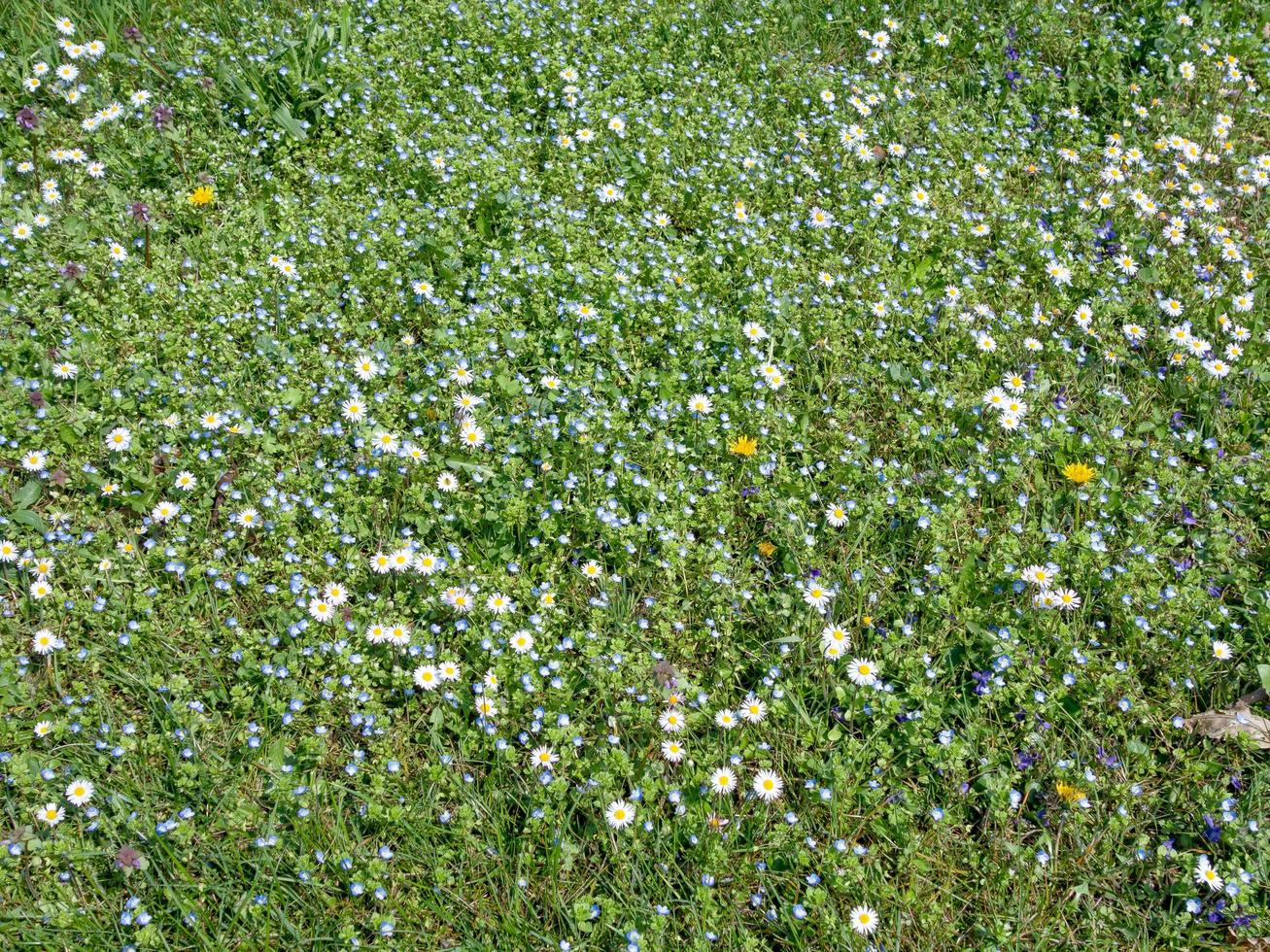 prado de primavera con colores brillantes de amarillo, azul y blanco foto