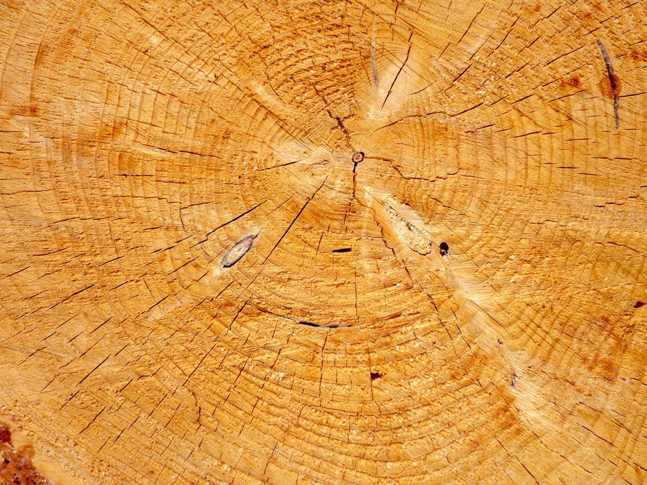 Vista macro de un fresco corte transversal de un árbol amarillo con resina foto