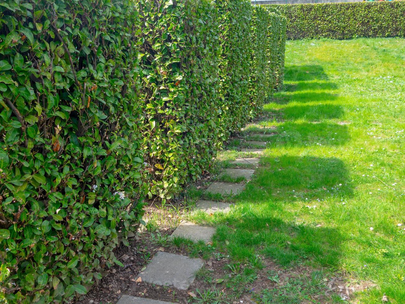 Shadows of square-shaped shrubs standing in a row photo