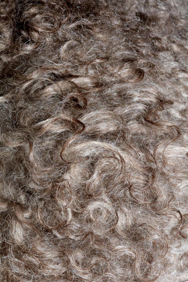 Dog brown curly hairs close up lagotto romagnolo abstract background photo