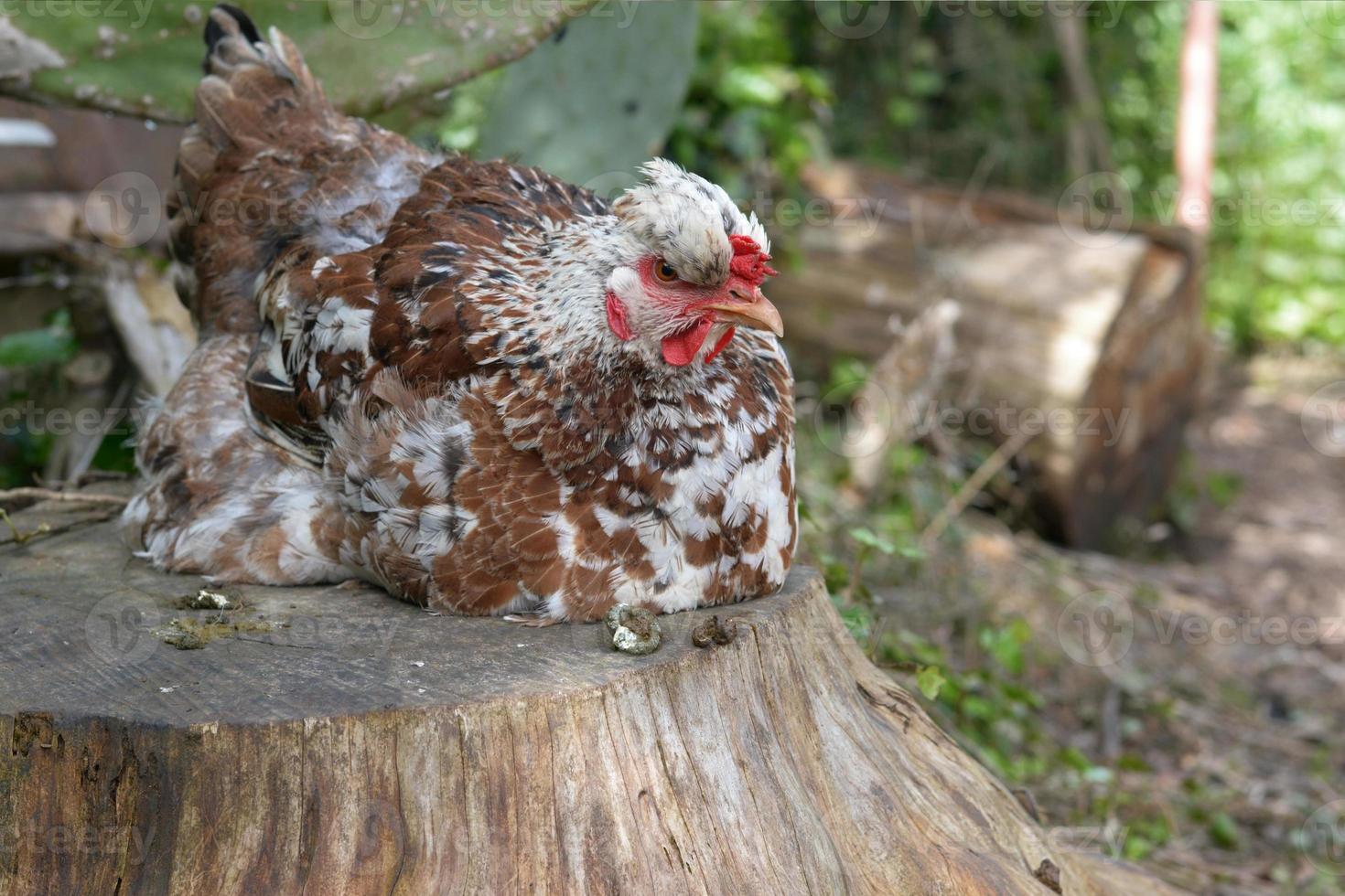 Hen perched on a stump photo