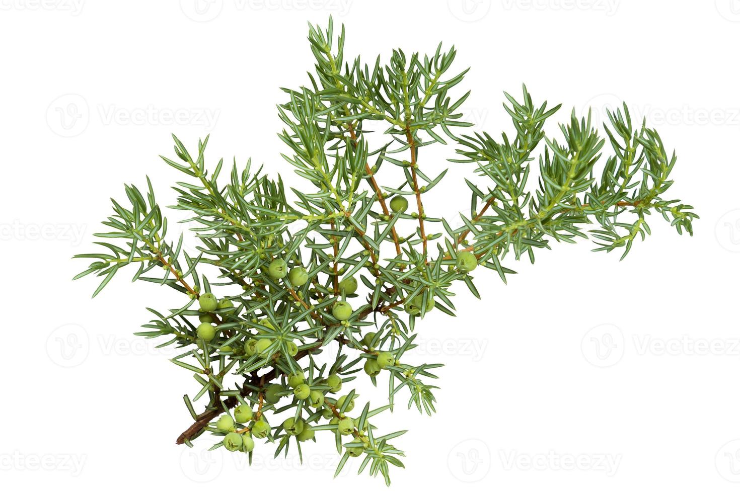 Green twig of thuja with cones isolated on white background photo