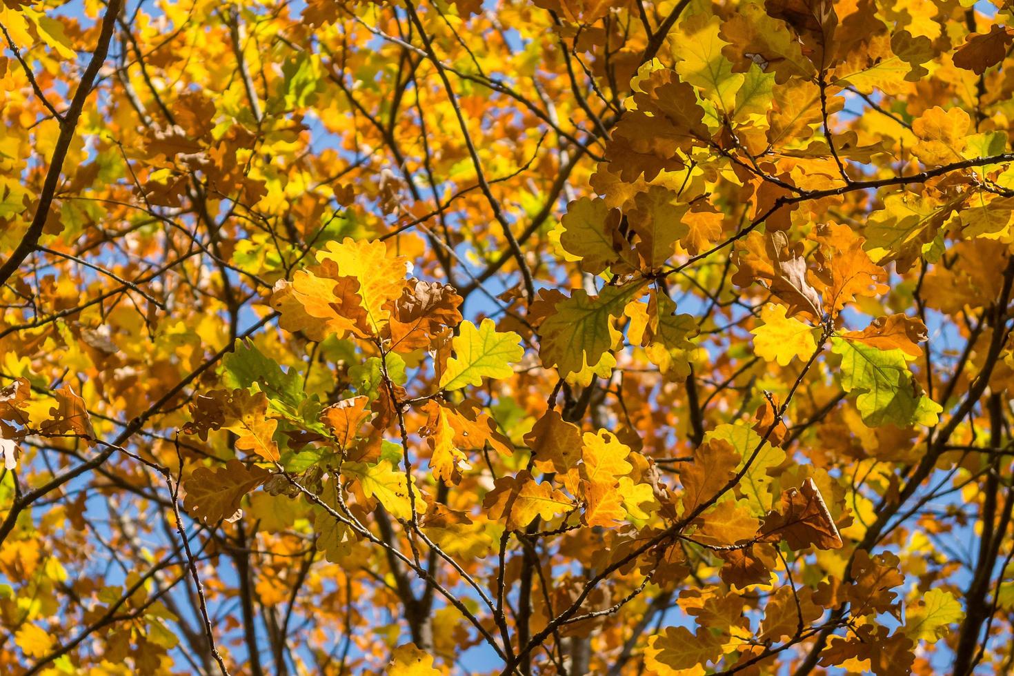 ramas de roble contra el cielo azul. hojas de roble amarillo otoñal. foto