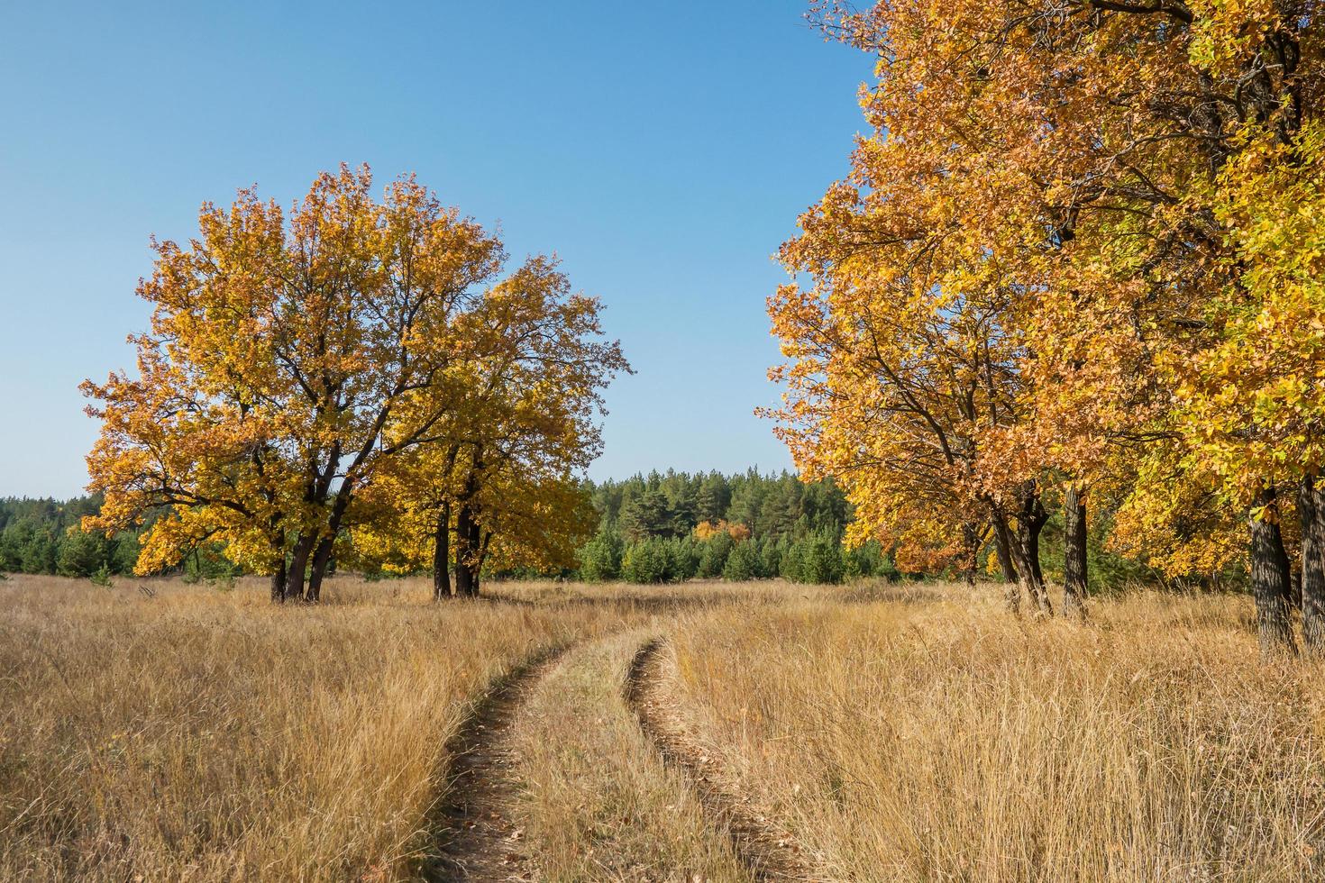 Dirt road through a field among oak trees in the autumn season. photo