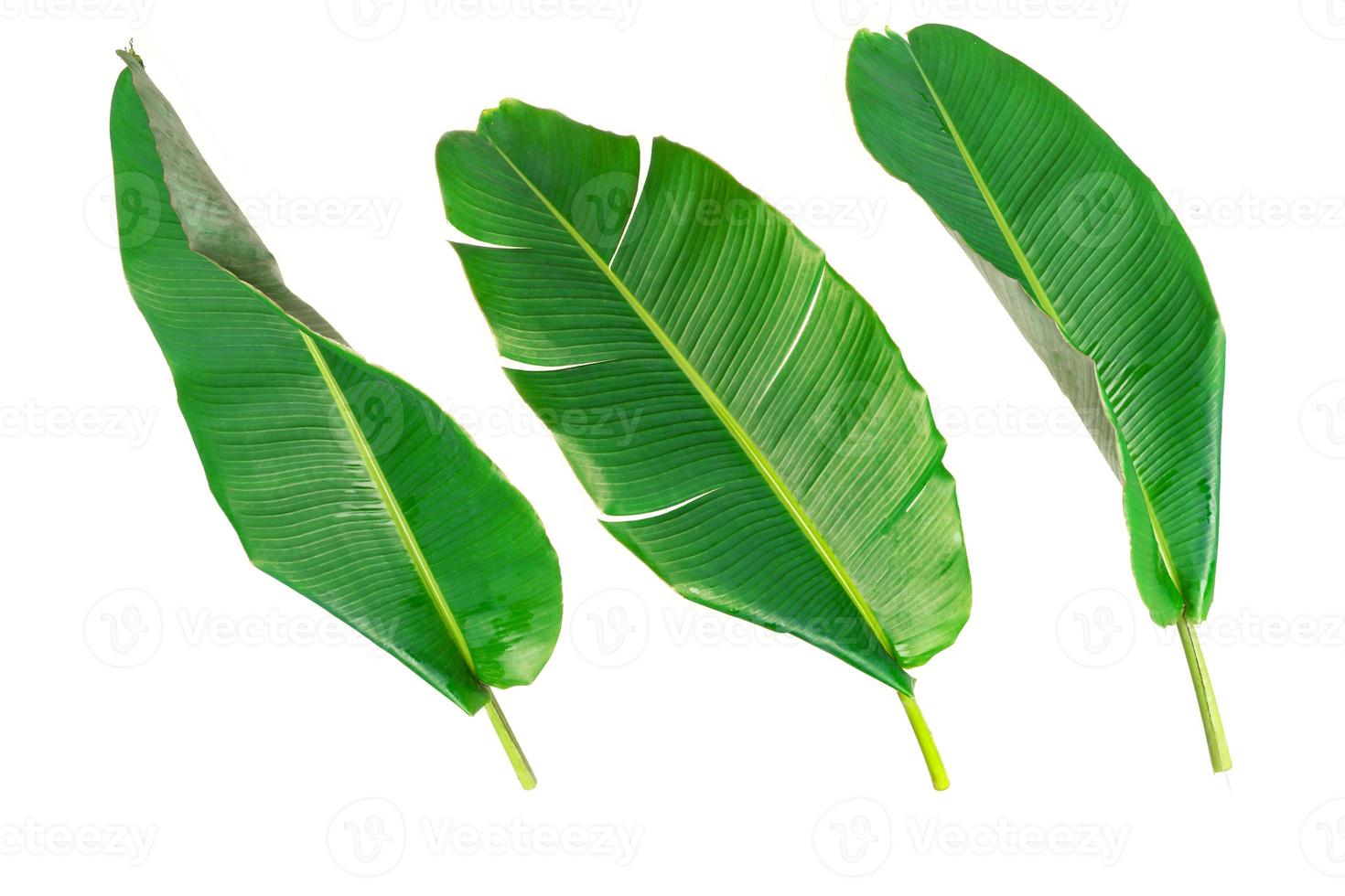 big green banana leaves of exotic palm tree on white background. photo