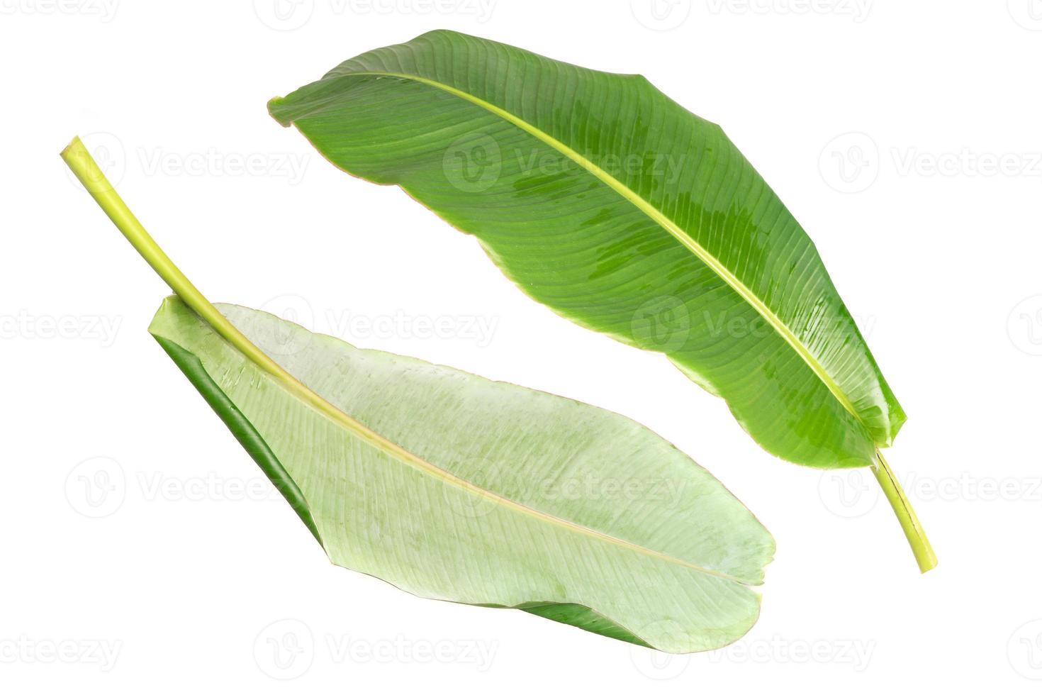 big green banana leaves of exotic palm tree on white background. photo