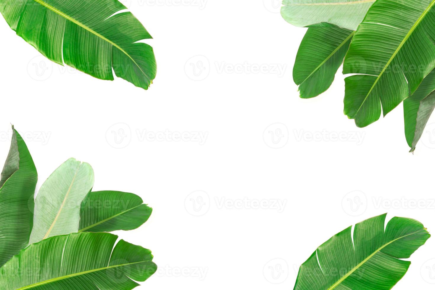 Grandes hojas de plátano verde de palmera exótica sobre fondo blanco