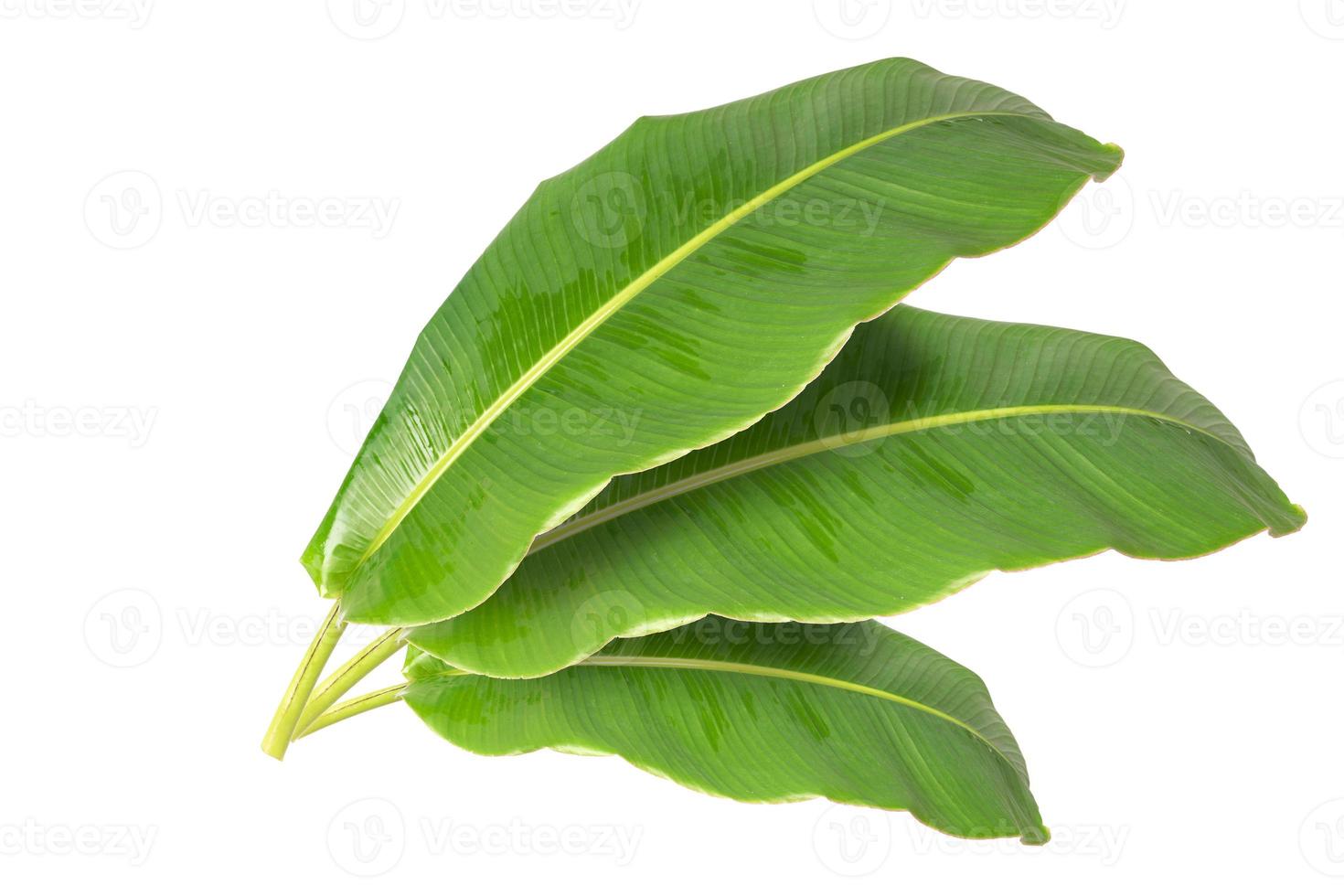 big green banana leaves of exotic palm tree on white background. photo