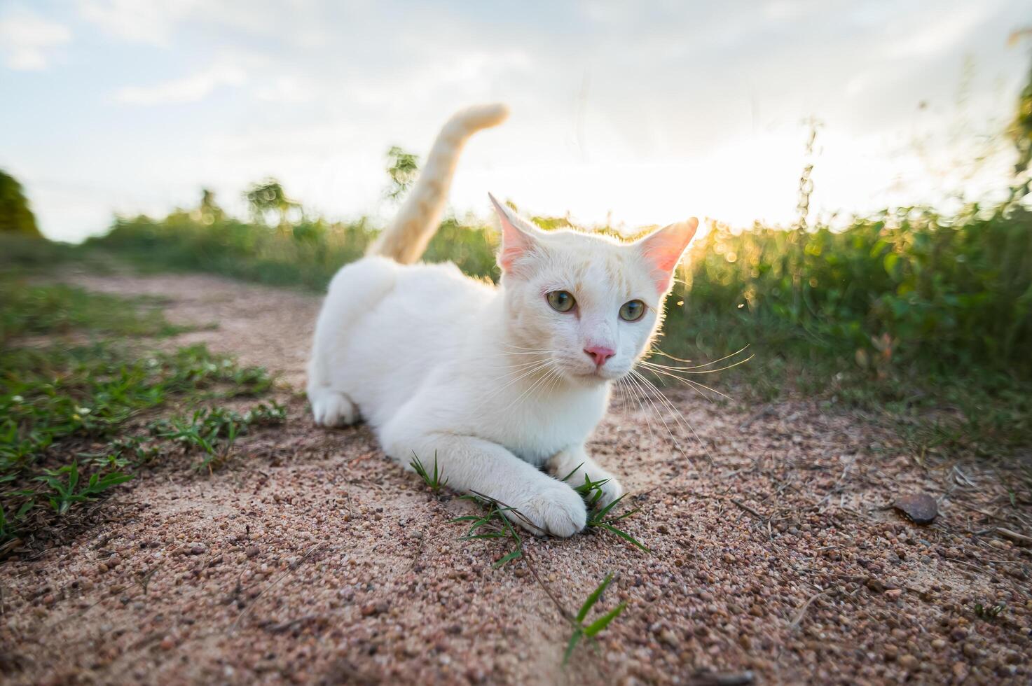 white cat lying on the lawn photo