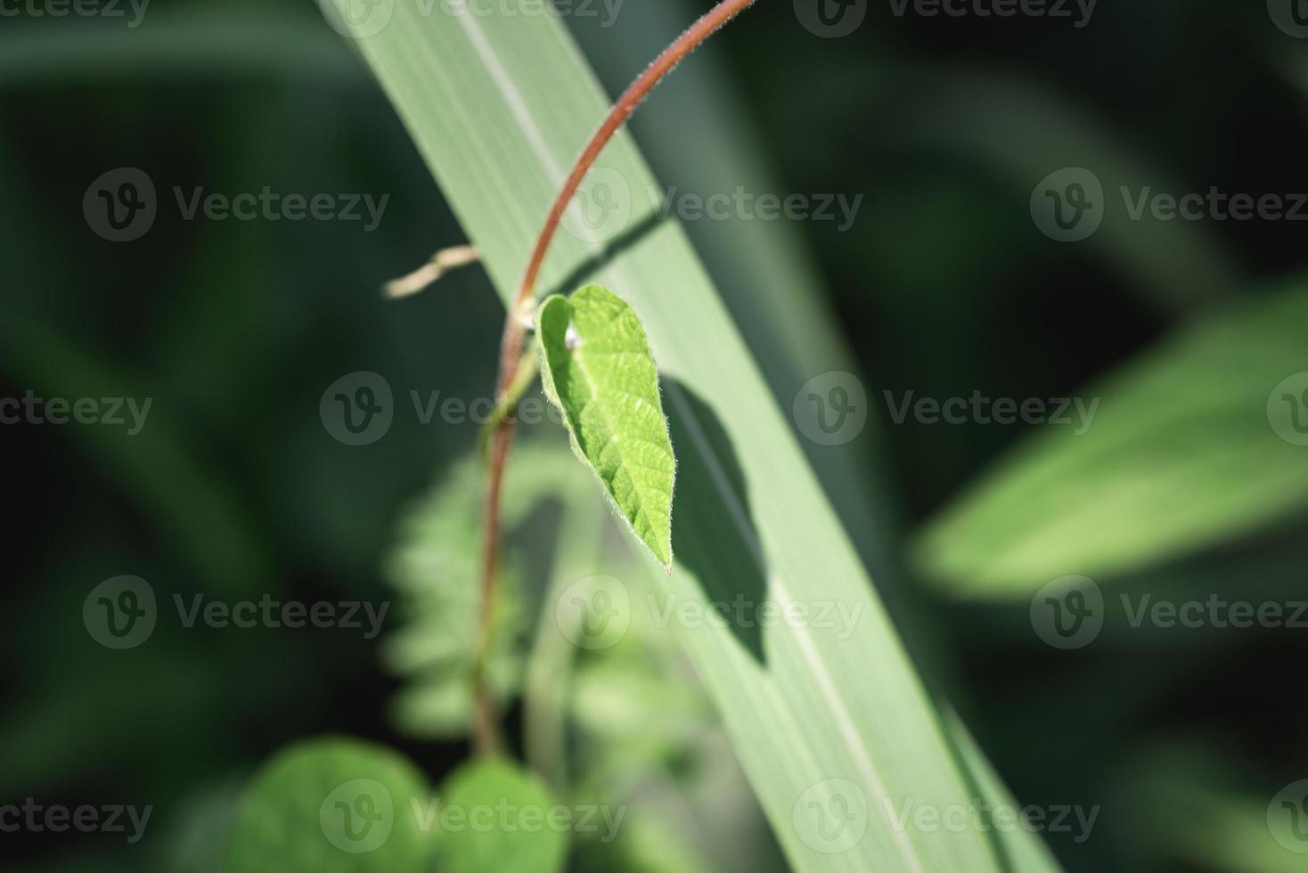 hoja de vid en la naturaleza que crece hacia el sol foto