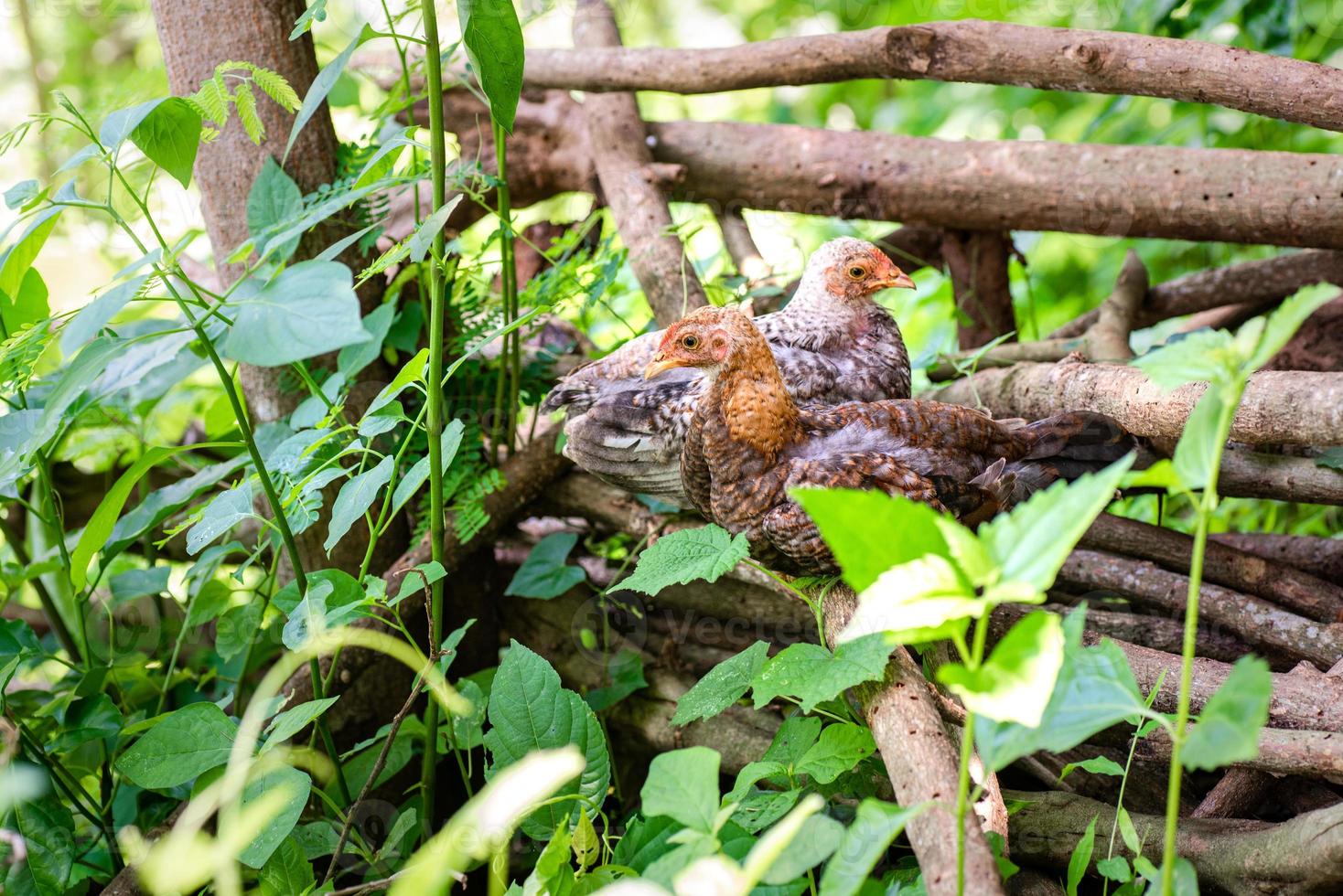 Pollo descansando sobre el bosque muerto en la granja. foto