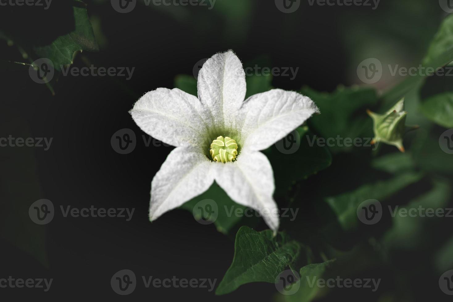 Cerca de la flor de la vid tropical blanca en la naturaleza foto