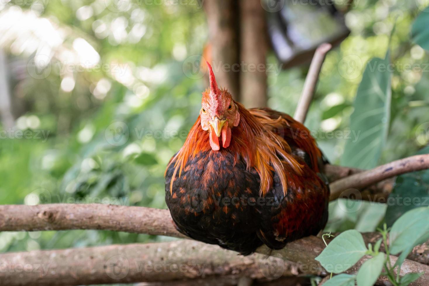 Pollo descansando sobre el bosque muerto en la granja. foto