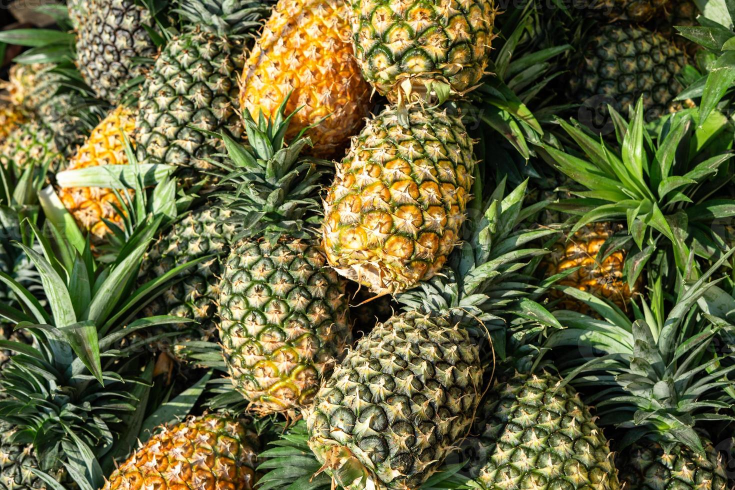 cosecha fresca de piña jugosa de la granja foto