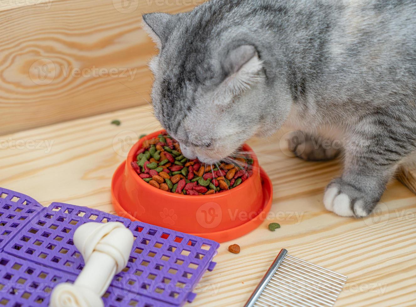 gato comiendo comida para mascotas con accesorios para mascotas foto