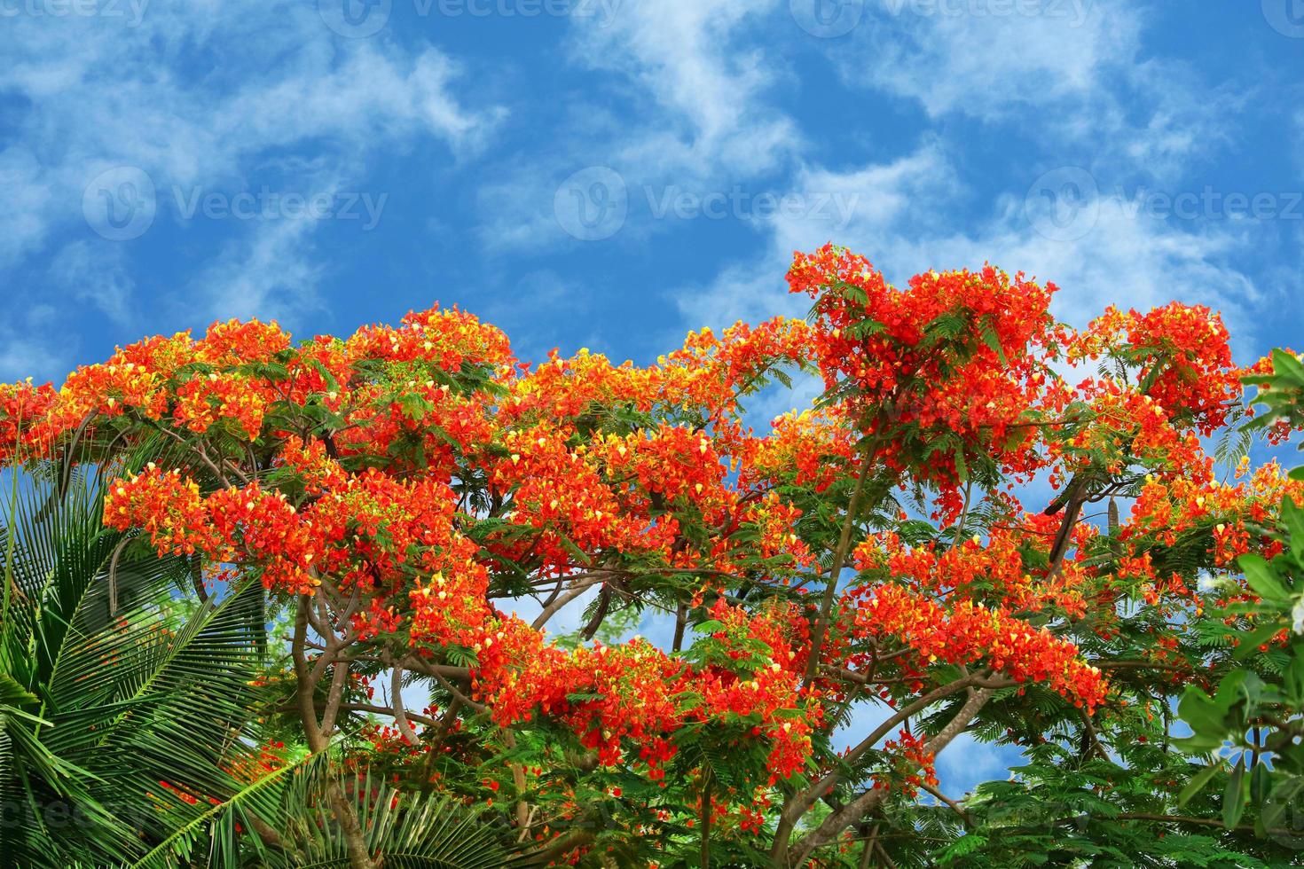 flame tree flor roja floreciendo hojas verdes recién nacidas en el árbol foto