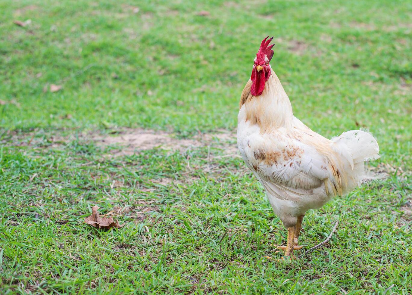 gallina blanca caminando en la granja de la naturaleza. foto