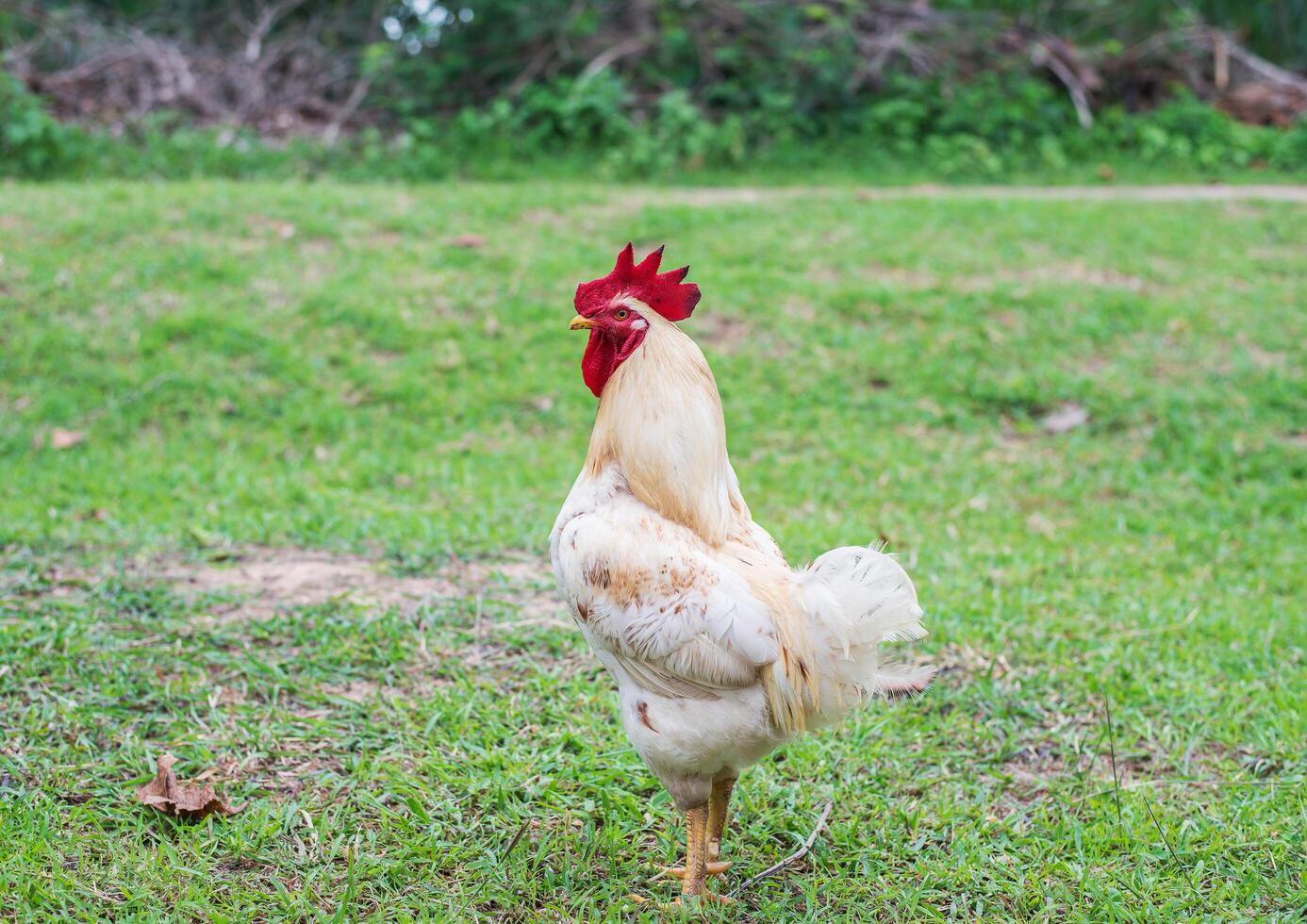 gallina blanca caminando en la granja de la naturaleza. foto