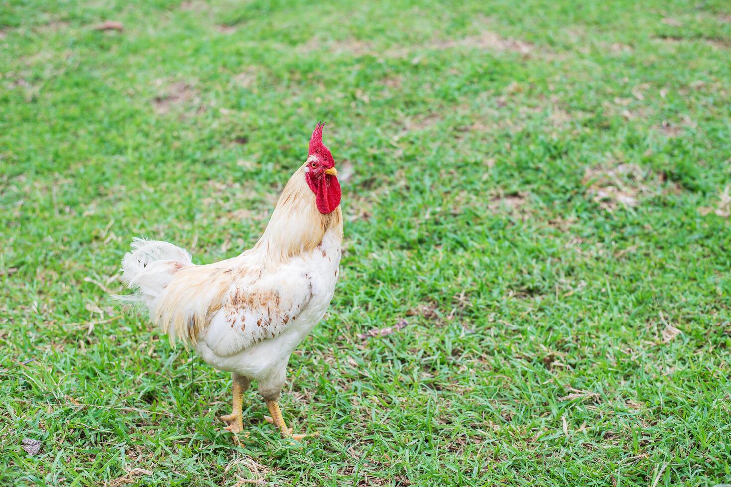 gallina blanca caminando en la granja de la naturaleza. foto