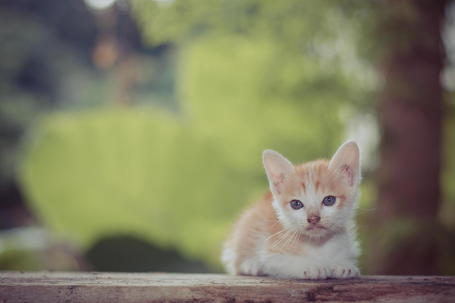 gatito sentado mirando algo. foto