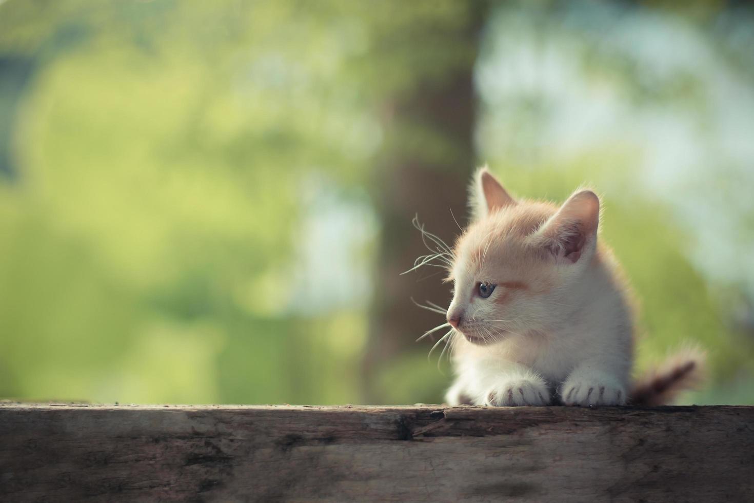 Beautiful little cat stay alone in nature photo