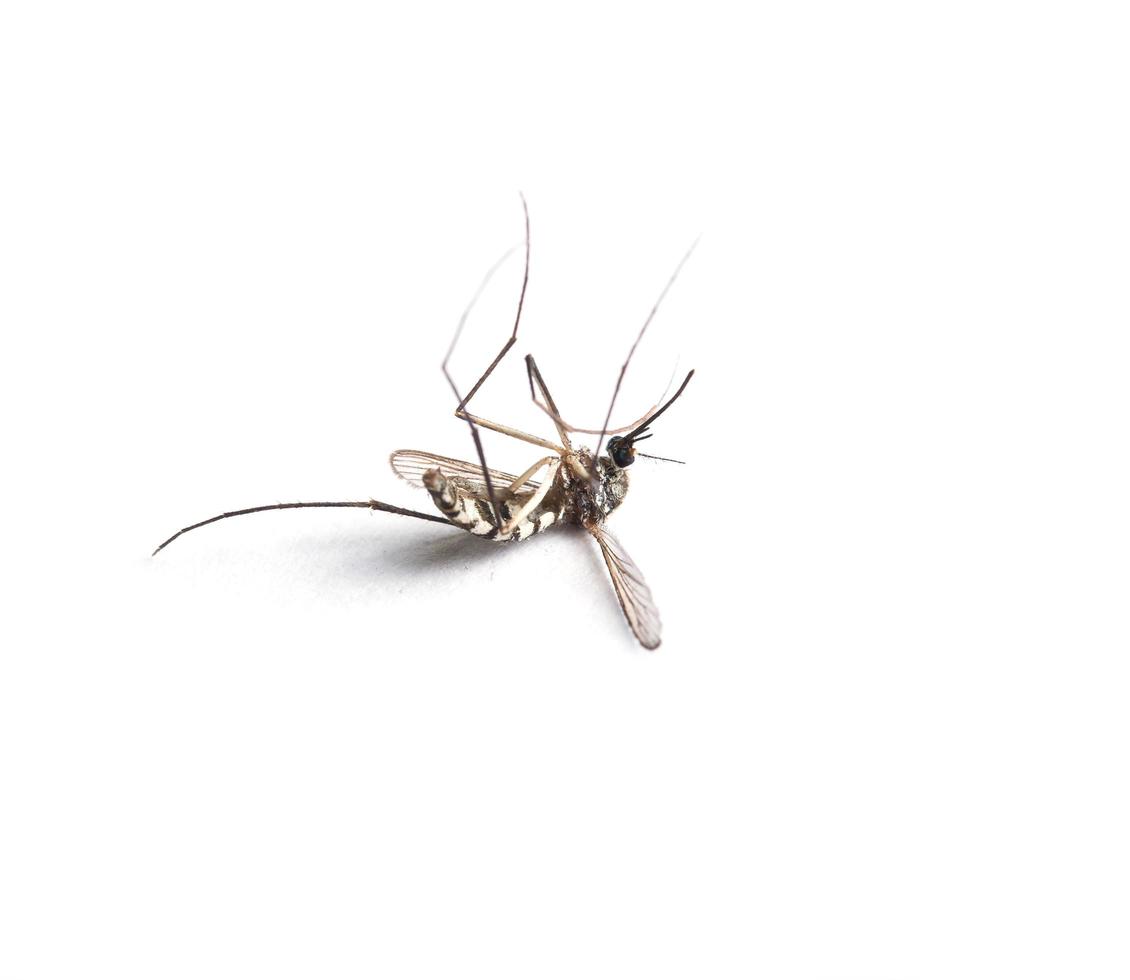 mosquito aislado sobre fondo blanco. foto