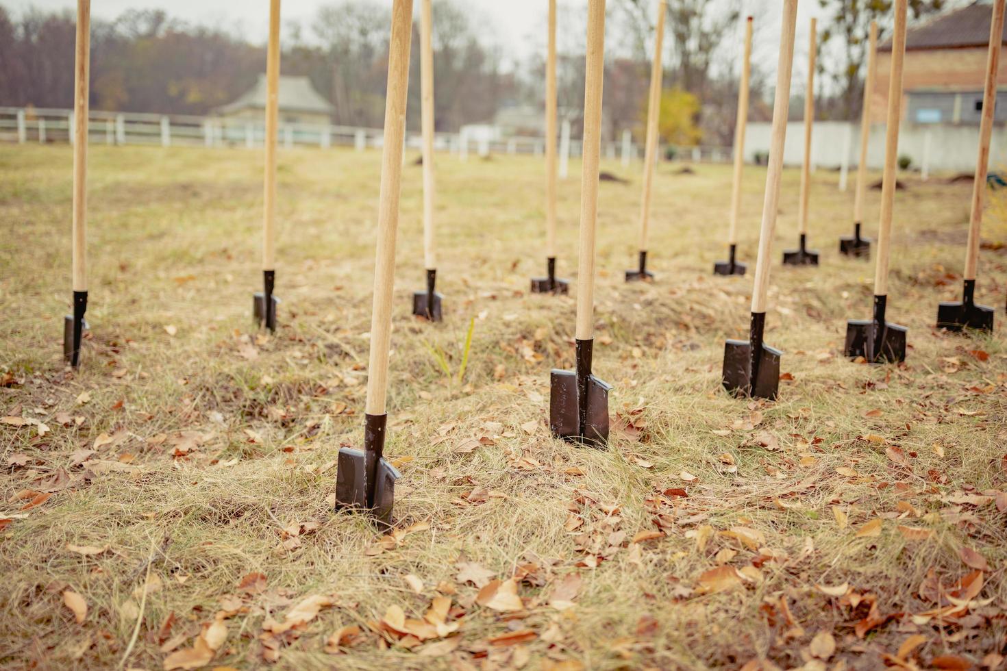 Group of shovels in the ground photo