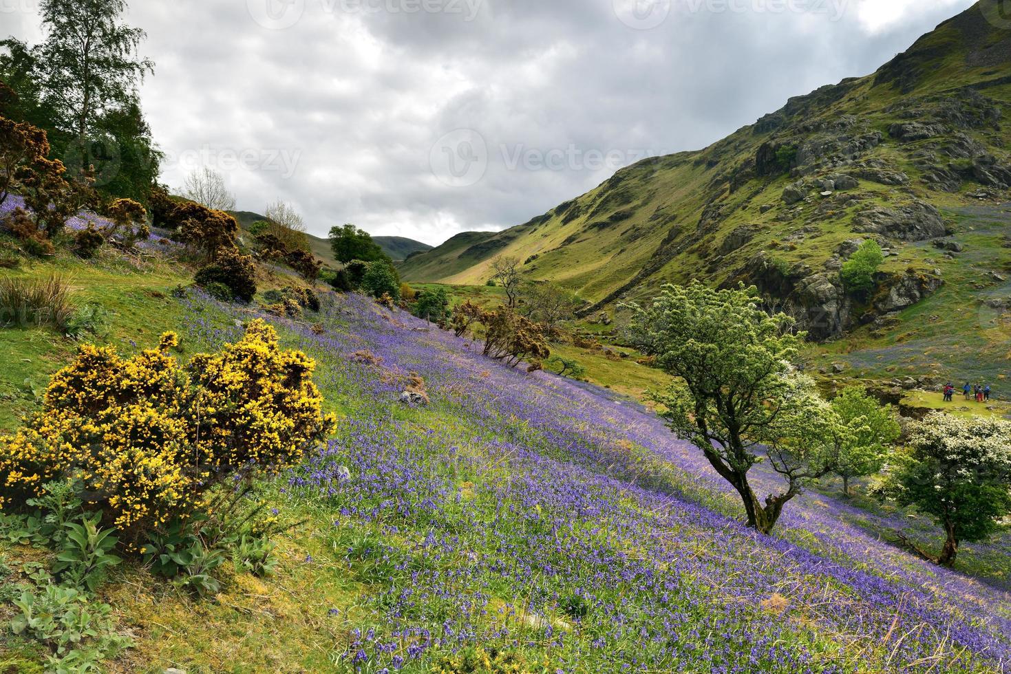 Rannerdale  Bluebells in full bloom photo