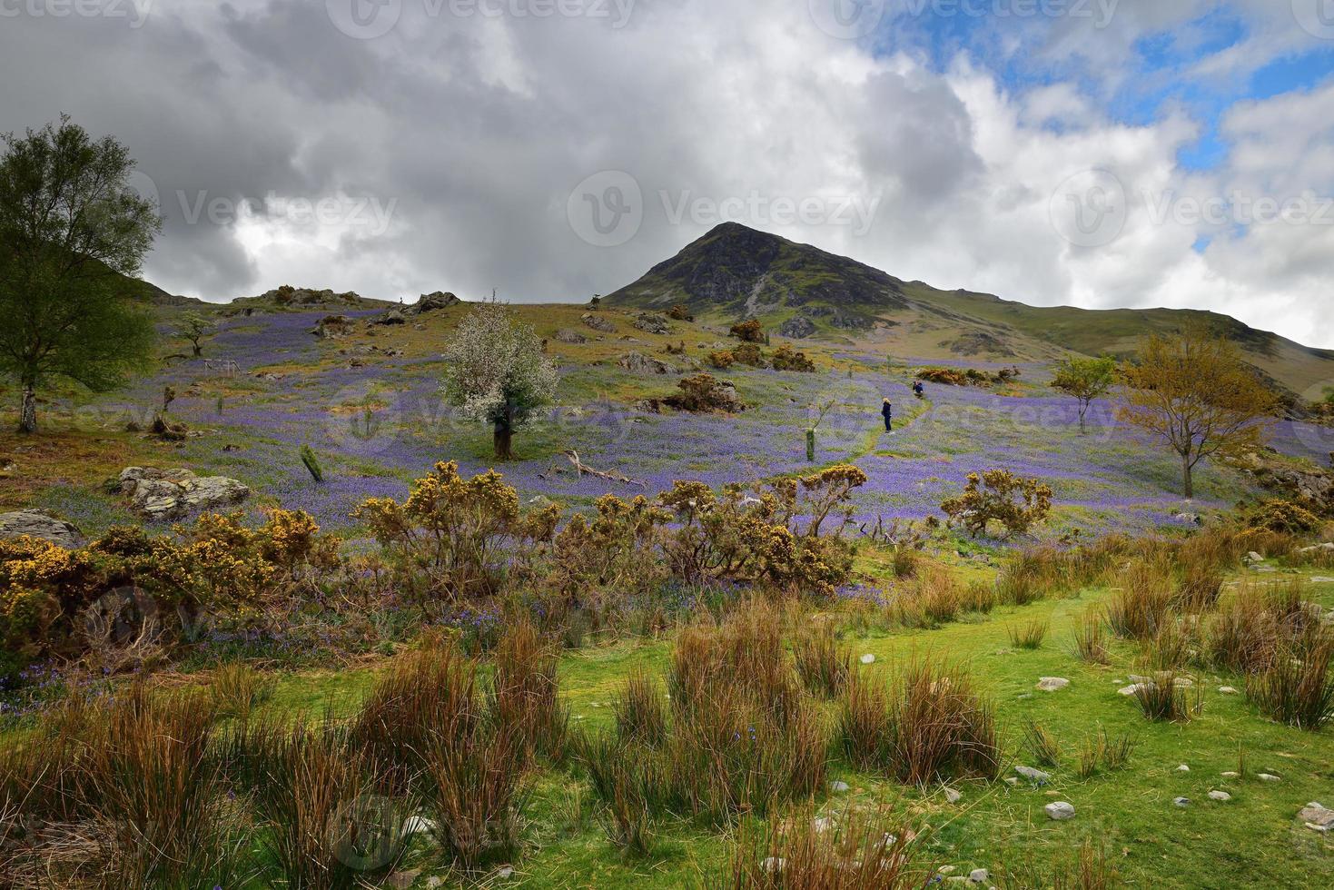 Tourists and the Rannerdale Blue Bells photo