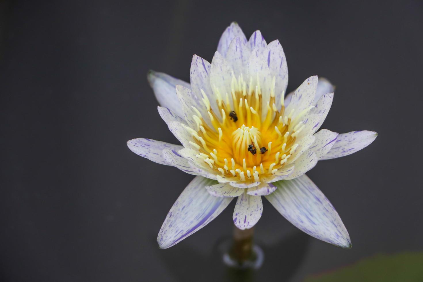 Lotus farm, Symbol of nature, White lotus in water photo