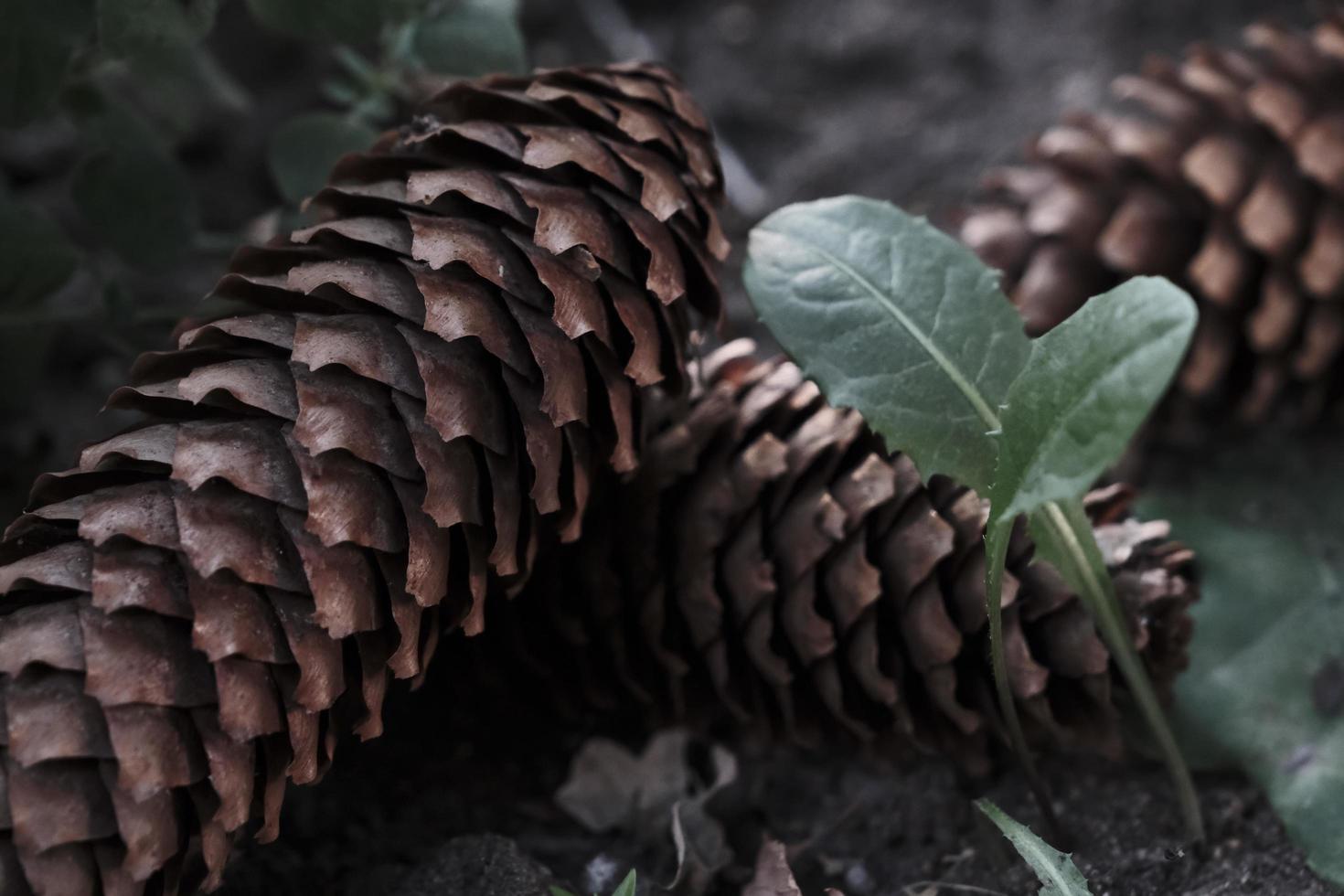 close up of cones of fir tree lying on each other in the wood photo