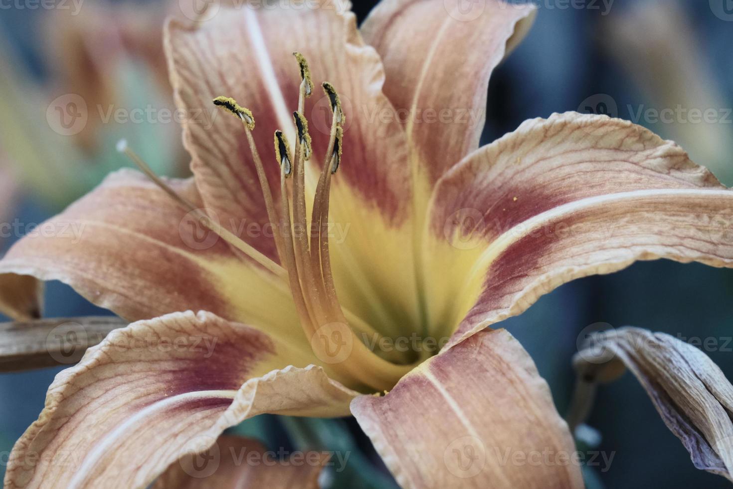 orange with yellow tiger lily colorful flower bud macro with details photo