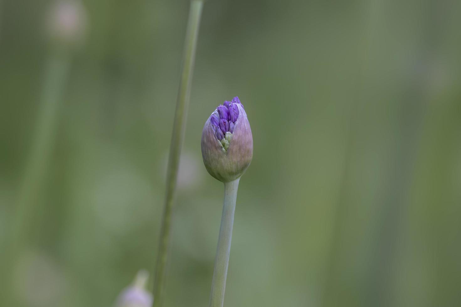 Primer plano de un capullo de flor de Allium foto