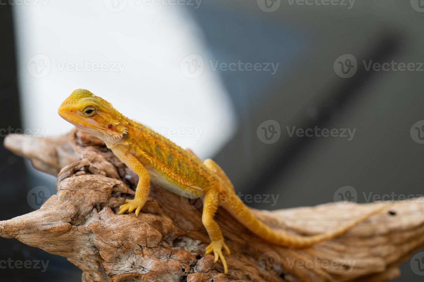 bearded dragon on ground with blur background photo