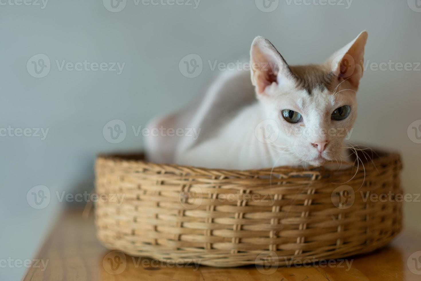 Primer plano de un gato en el suelo, animal doméstico foto