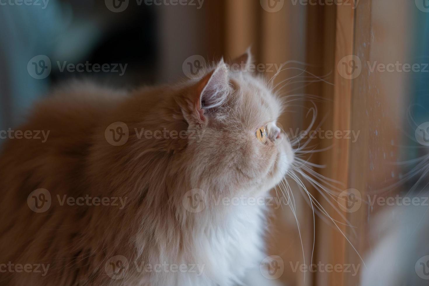 Primer plano de un gato en el suelo, animal doméstico foto