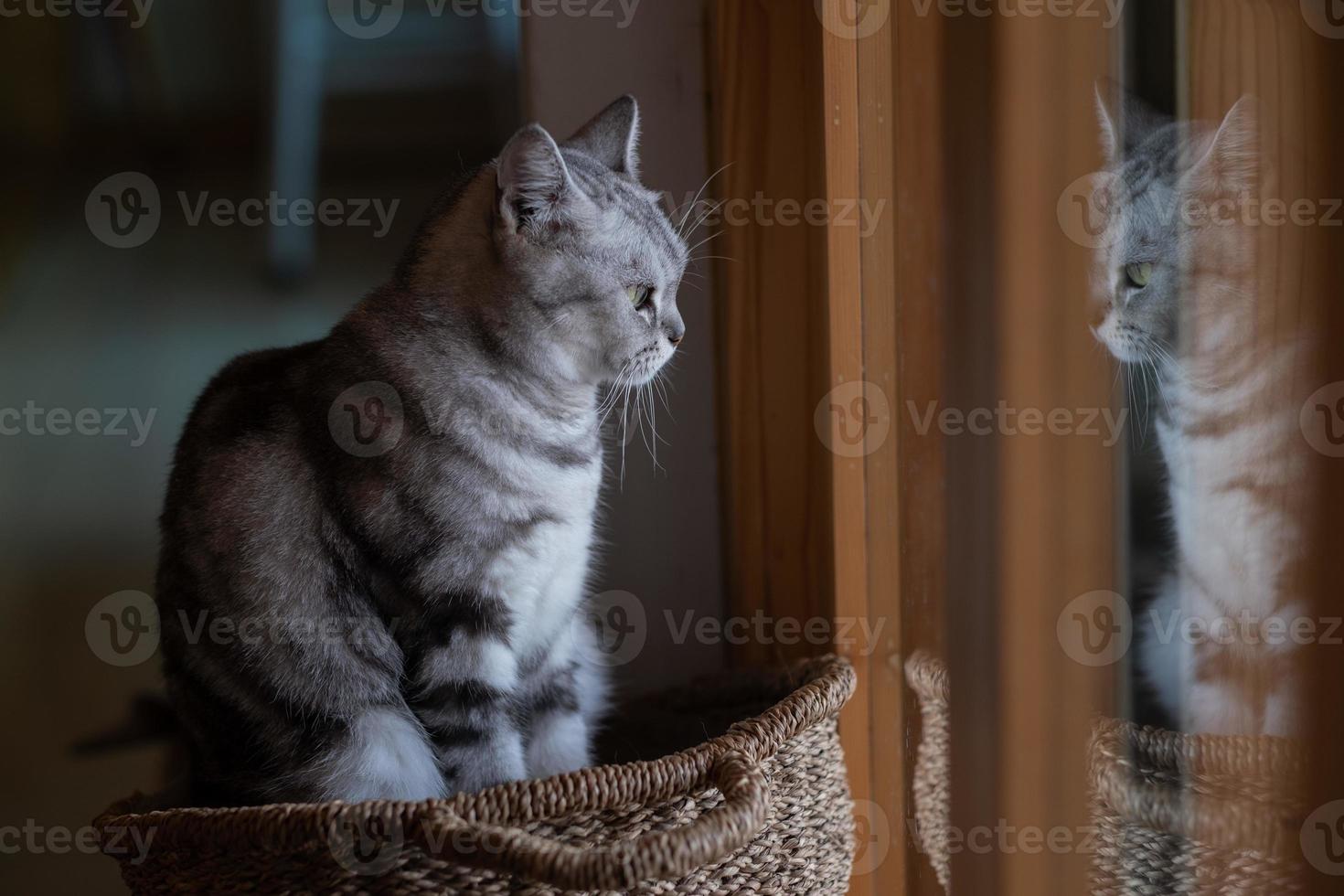 Primer plano de un gato en el suelo, animal doméstico foto