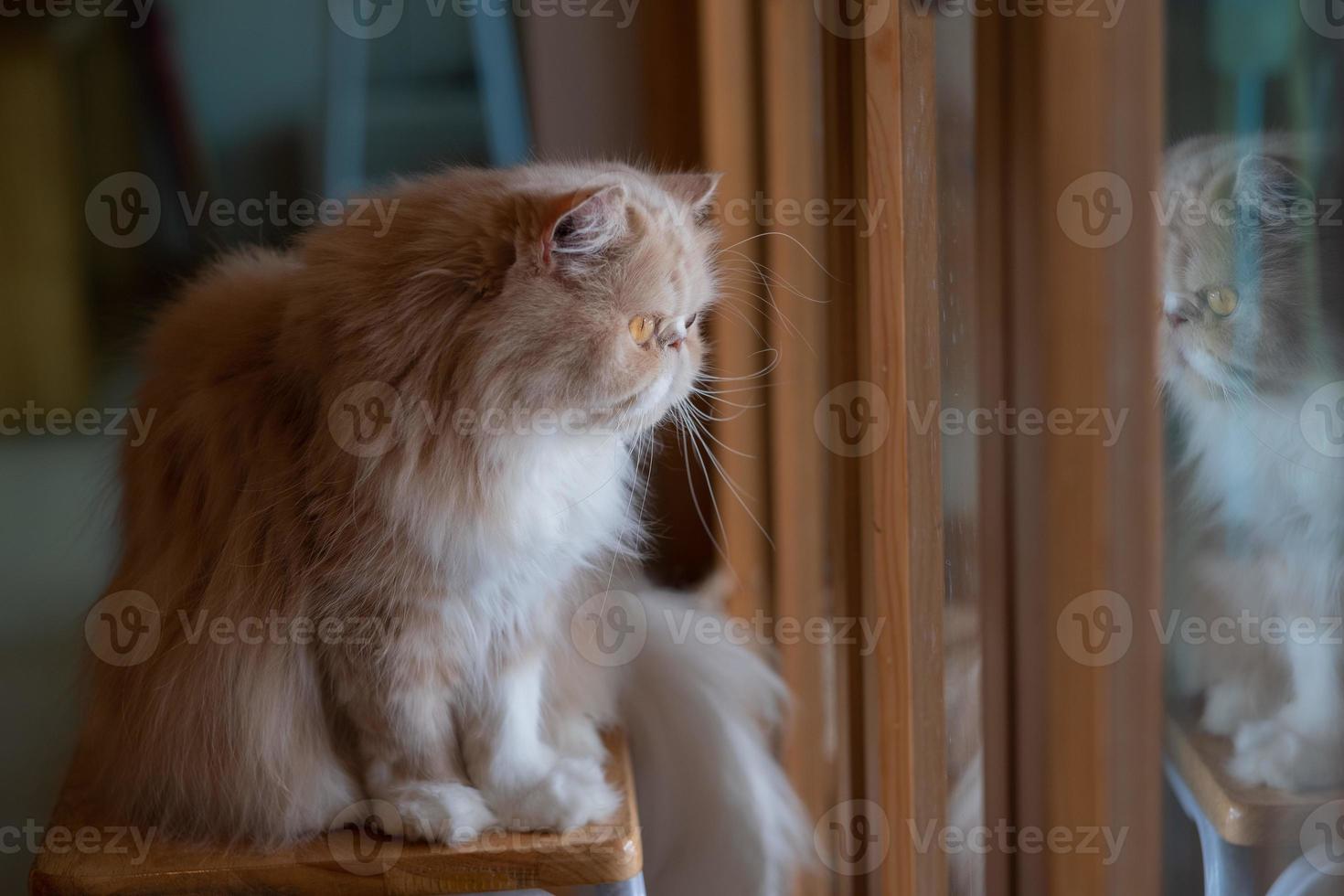 Primer plano de un gato en el suelo, animal doméstico foto