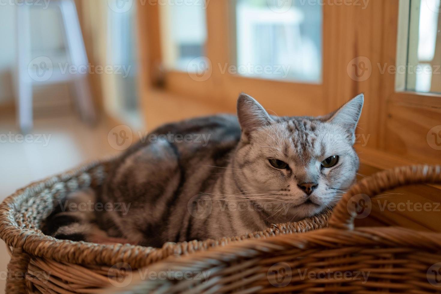 closeup shot of a cat on the ground, home animal photo