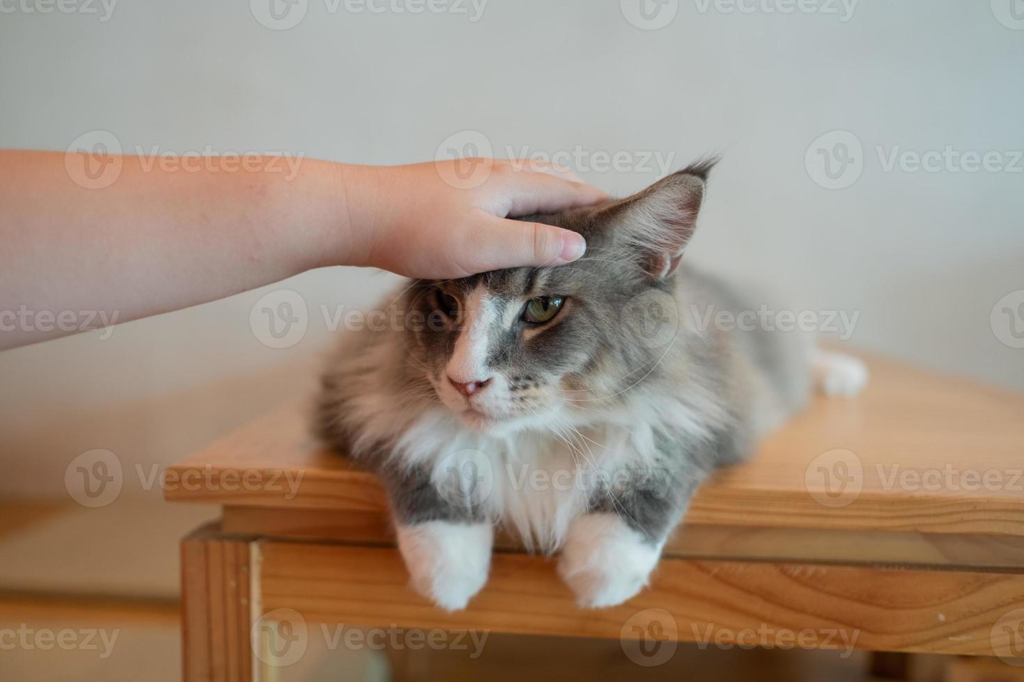 Primer plano de un gato en el suelo, animal doméstico foto